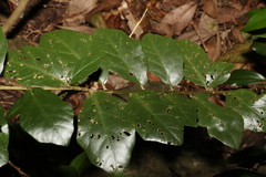 Solanum corifolium