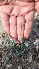Eschscholzia minutiflora