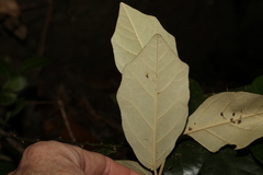 Solanum corifolium