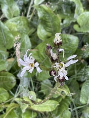 Senecio smithii