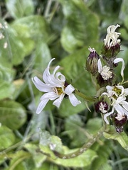 Senecio smithii