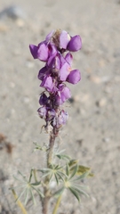 Lupinus arizonicus