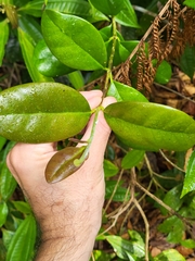 Schlegelia brachyantha