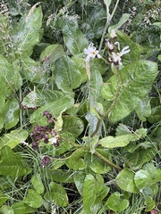 Senecio smithii