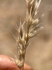 Rytidosperma unarede