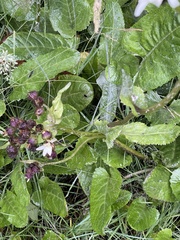 Senecio smithii