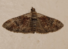 Mnesiloba eupitheciata