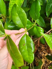 Schlegelia brachyantha