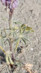 Lupinus arizonicus