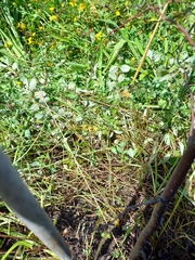 Argentina anserinoides