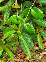 Schlegelia brachyantha