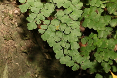 Adiantum atroviride