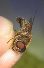 Eristalis pertinax