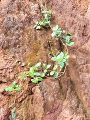 Schlegelia brachyantha