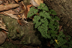 Adiantum atroviride