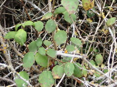 Fuchsia perscandens