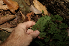 Adiantum atroviride