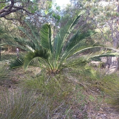 Macrozamia