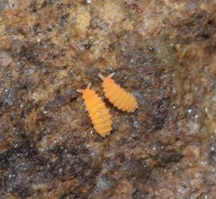 Bilobella aurantiaca
