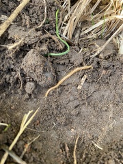 Haplophilus subterraneus