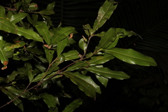Macadamia ternifolia