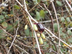 Fuchsia perscandens