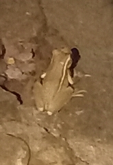 Trachycephalus mesophaeus