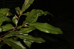 Macadamia ternifolia