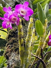 Dendrobium nobile