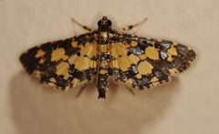 Eurrhyparodes tricoloralis