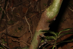 Macadamia ternifolia