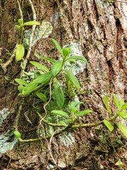 Columnea scandens