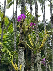 Dendrobium nobile