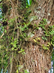 Columnea scandens