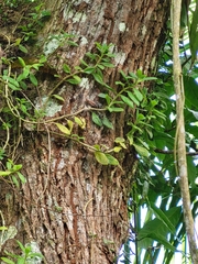 Columnea scandens