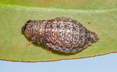 Trachymela impressa