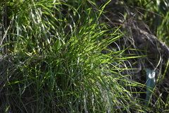 Melica imperfecta
