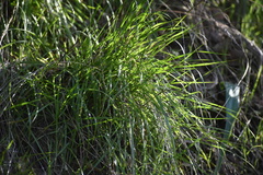 Melica imperfecta