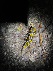 Salamandra salamandra