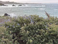 Ceanothus papillosus