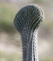 Cereus repandus