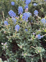 Ceanothus papillosus
