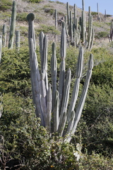 Cereus repandus