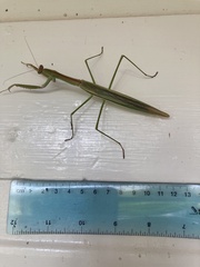 Tenodera australasiae