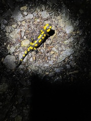 Salamandra salamandra