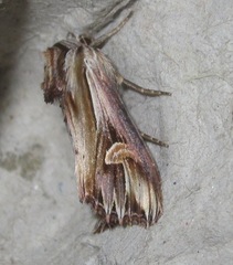 Actinotia polyodon