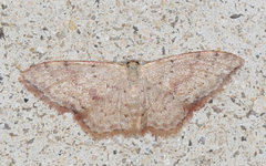 Idaea halmaea