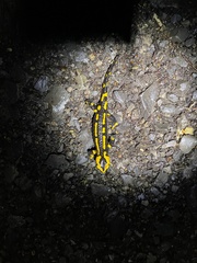 Salamandra salamandra