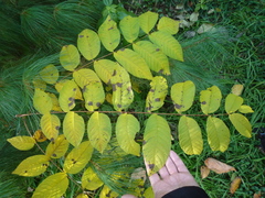 Juglans mandshurica