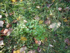 Aquilegia vulgaris